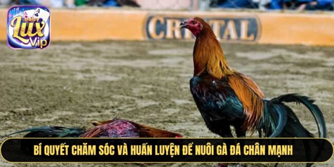 Đá Gà Trên Casino