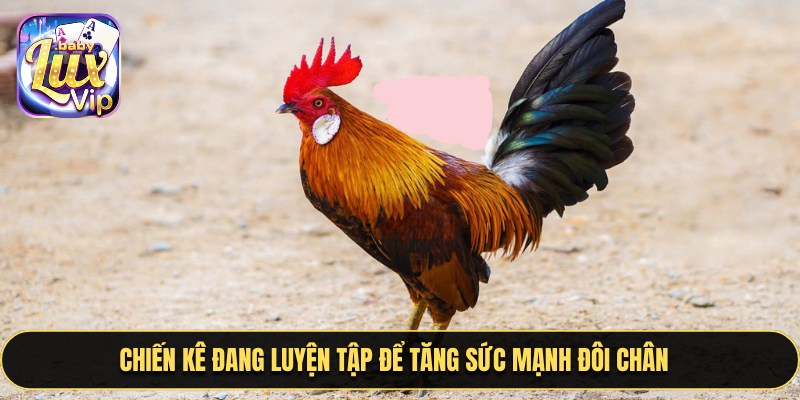 Trận đấu đá gà trên casino trực tiếp với chiến kê mạnh mẽ