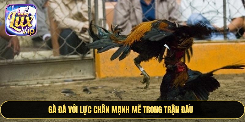 Người chơi theo dõi đá gà trên casino qua màn hình chất lượng cao