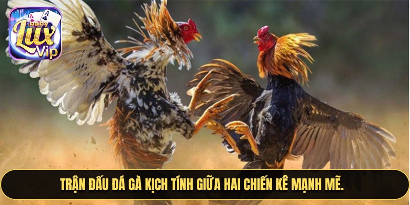 Trận đấu đá gà kịch tính giữa hai chiến kê mạnh mẽ.