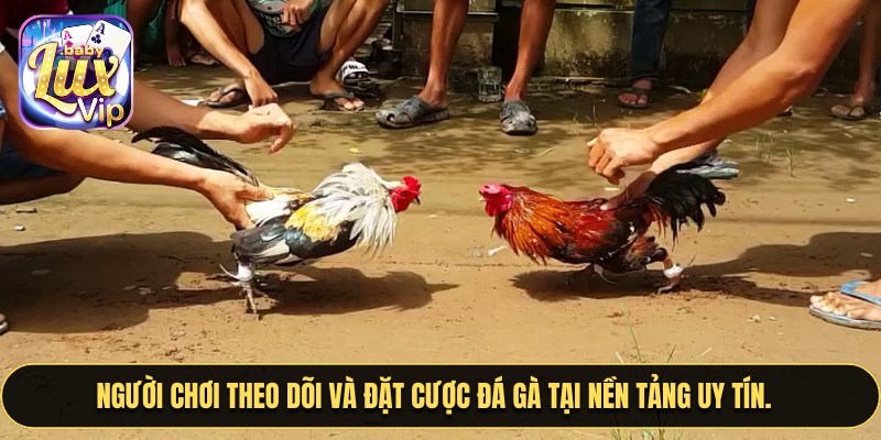 Người chơi theo dõi và đặt cược đá gà tại nền tảng uy tín.