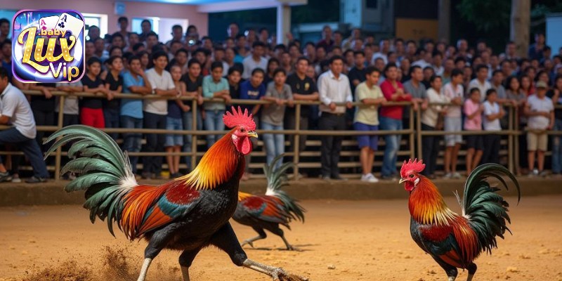 Gà chiến tham gia đá gà Campuchia với kỹ thuật đỉnh cao.