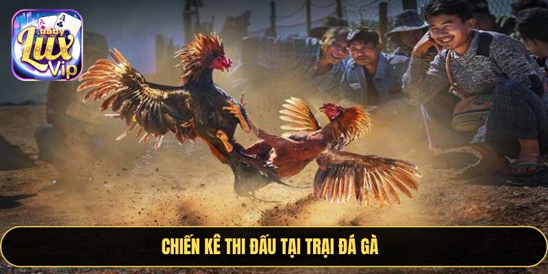 Chiến kê thi đấu tại trại đá gà