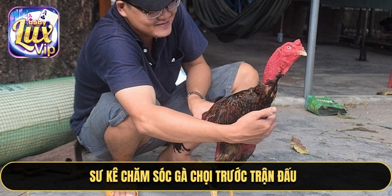 Sư kê chăm sóc gà chọi trước trận đấu